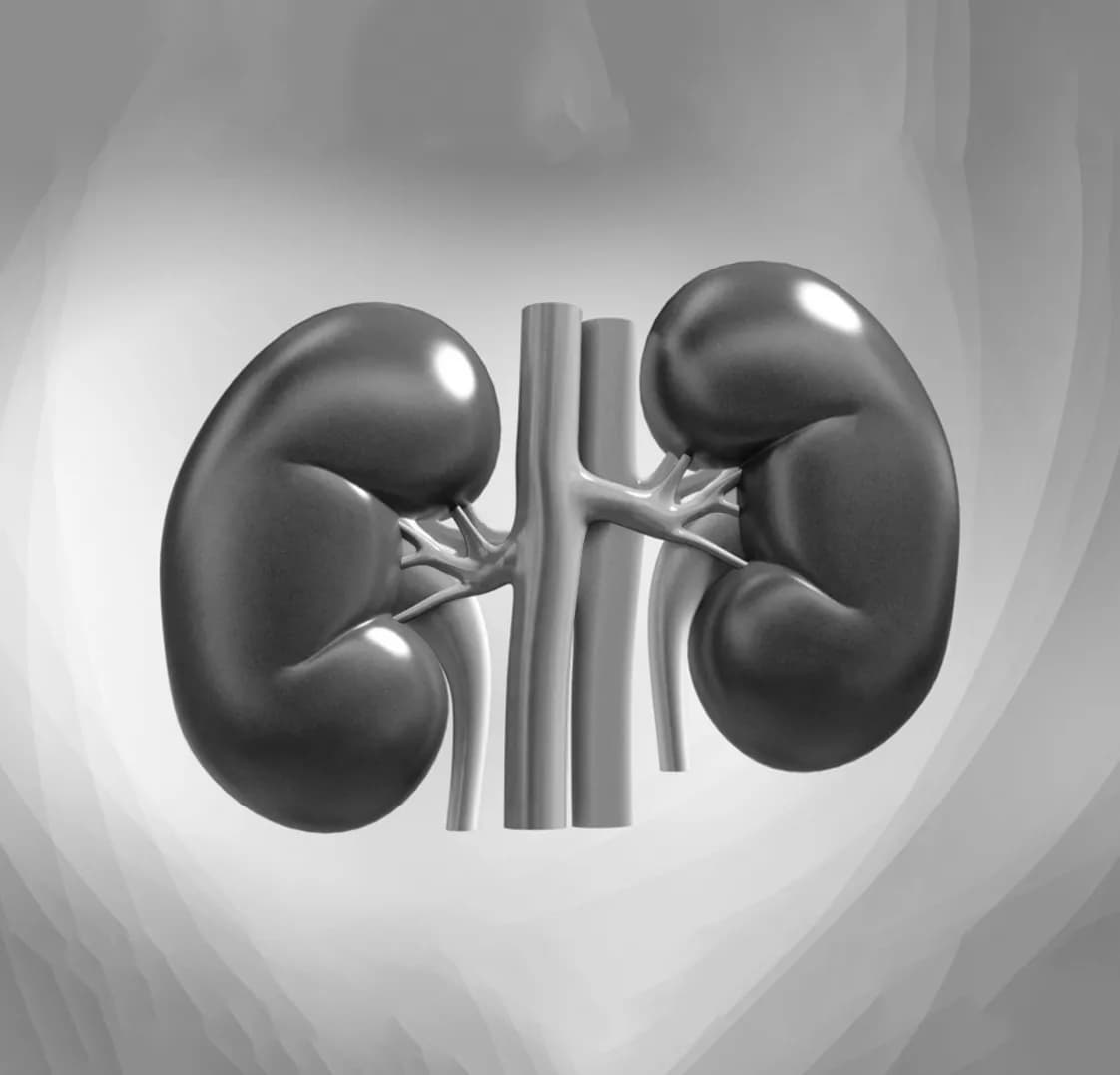 Kidneys, Bladder & Prostate