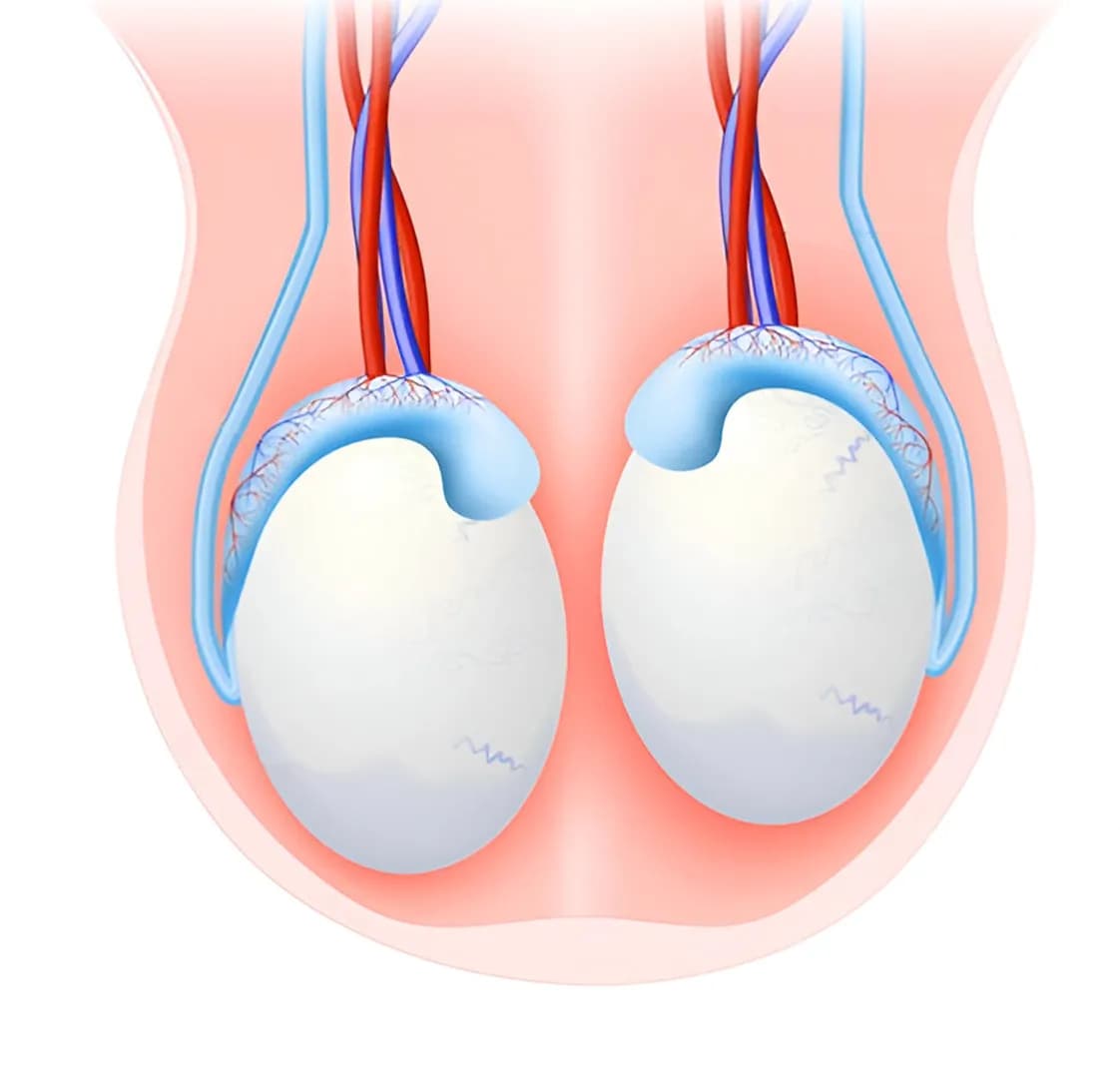 Testicular Ultrasound Scan